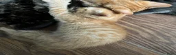 Mixed Breed cats for sale: Mixed breed ginger boy with Bengal style patterns  - Advert 3