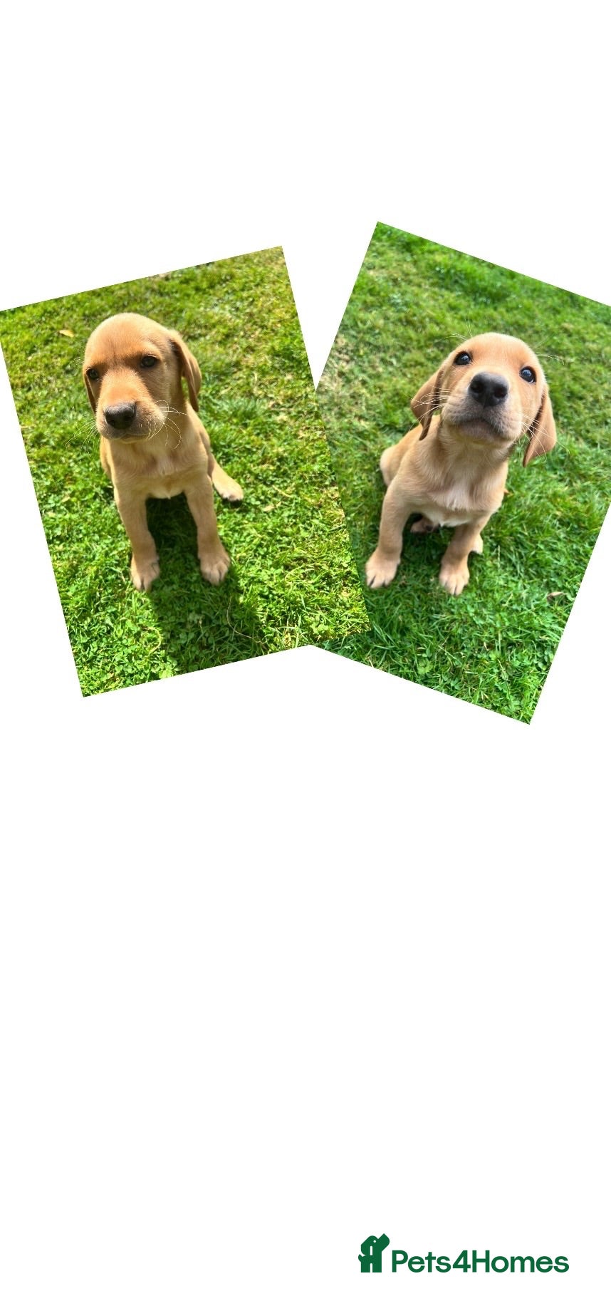 Labrador Retriever dogs *READY NOW* YELLOW LAB PUPS 1 DOG 1 BITCH - Advert 5