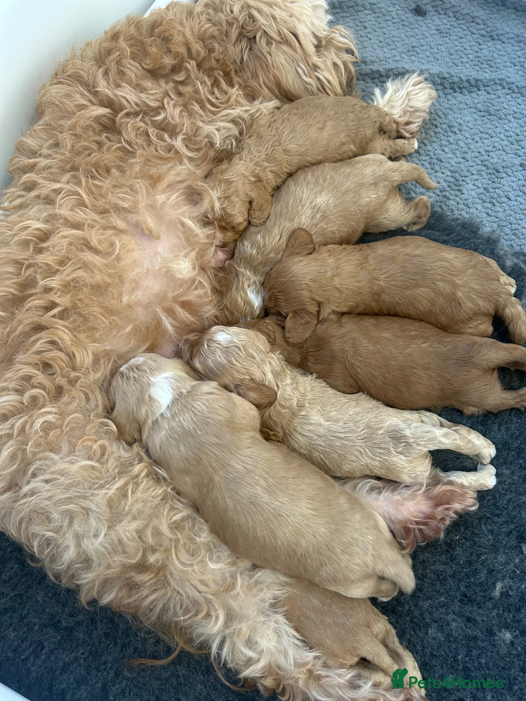 Cockapoo dogs for sale: Ready Now beautiful cockapoo puppies  in Wrexham - Advert 4