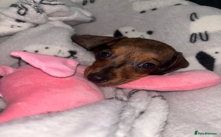 Miniature Dachshund dogs - Advert 1