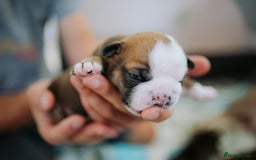 English Bulldog dogs for sale: Stunning litter of  English bulldog puppies - Image 4
