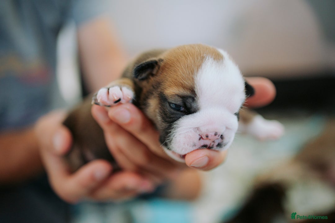 English Bulldog dogs for sale: Stunning litter of  English bulldog puppies - Image 4