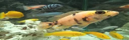 Cichlids fish for sale: GUPPIES / cichlids / SHRIMP/ platty  - Advert 14
