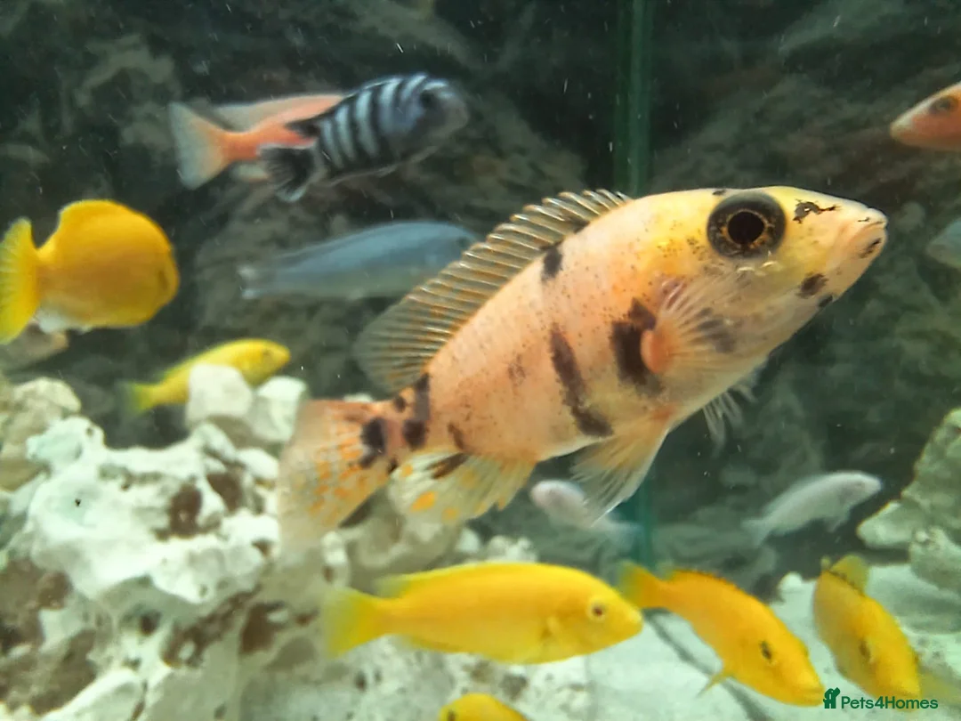 Cichlids fish for sale: GUPPIES / cichlids / SHRIMP/ platty  - Advert 14