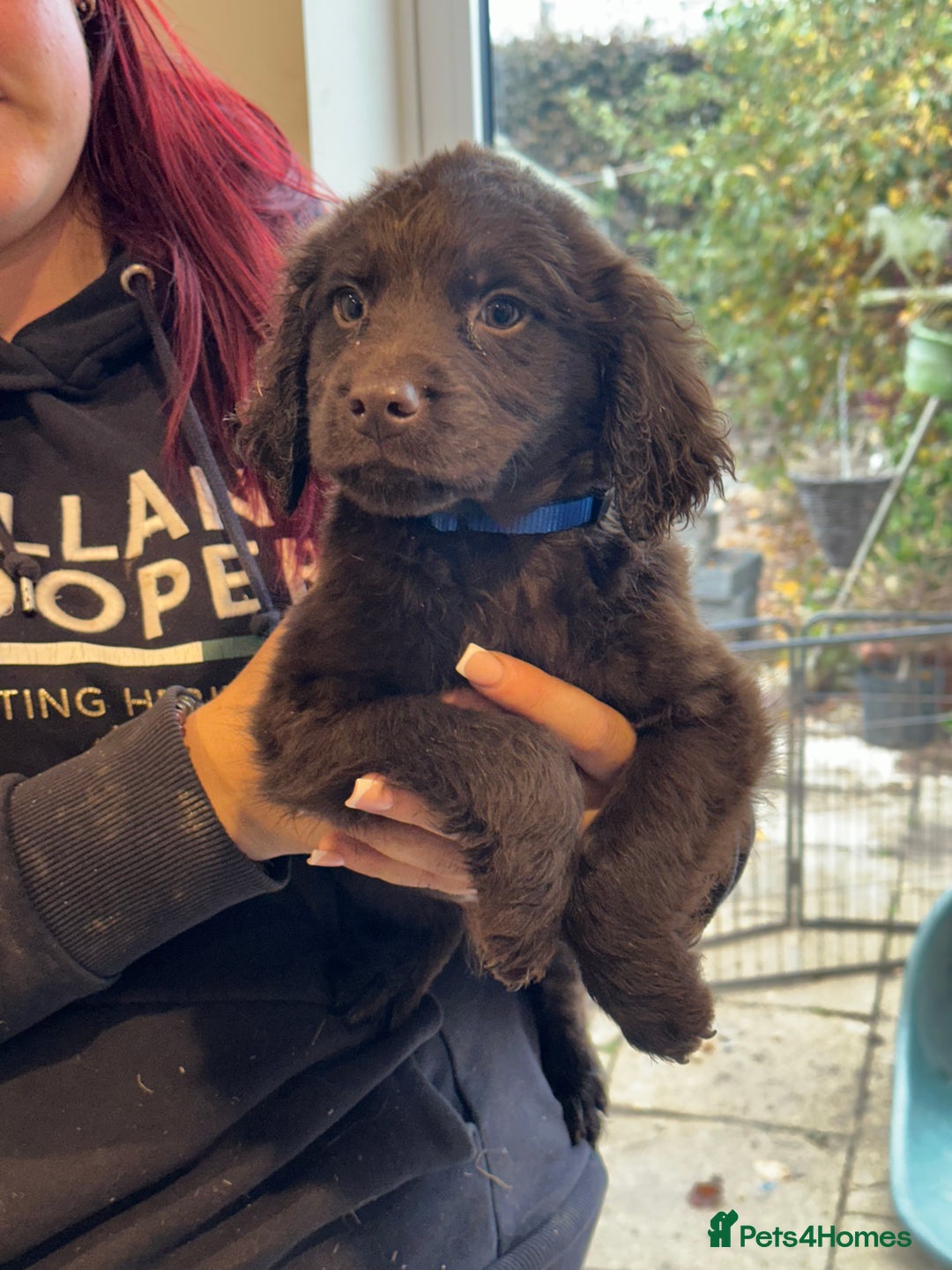 Sproodle dogs for sale: Ready now Springer cross labradoodle - Image 5