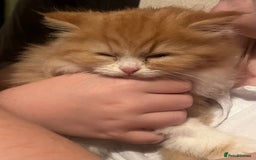 RagaMuffin cats for sale: Gorgeous long haired female  - Image 11