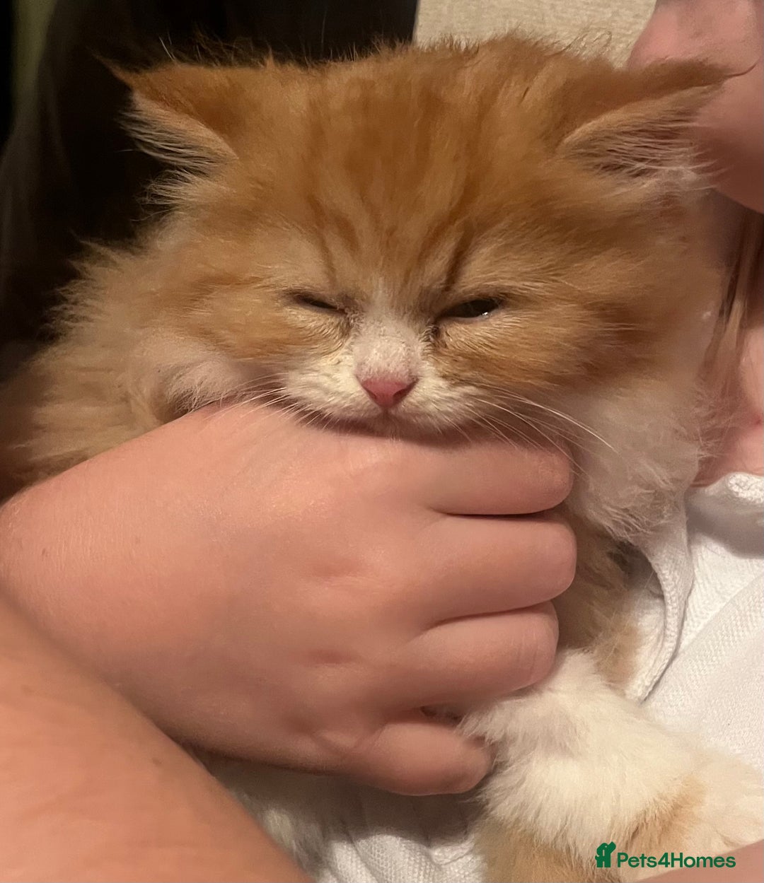 RagaMuffin cats for sale: Gorgeous long haired female  - Image 11