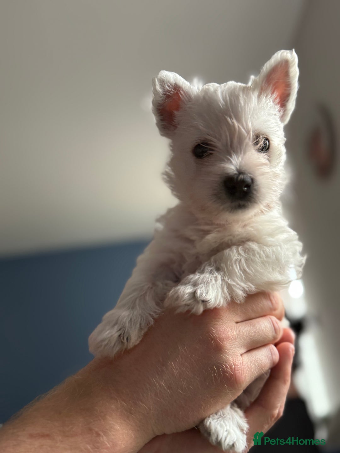 West Highland Terrier dogs for sale: Only 4 Westie Puppies Left – Ready for Homes Now! - Advert 20