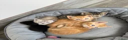 Mixed Breed cats for sale: 5 Very friendly kittens ready for a loving home in Lutterworth - Advert 3