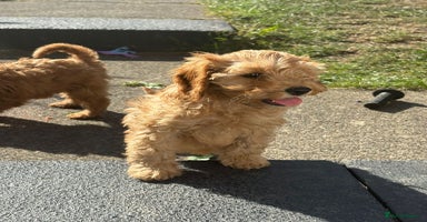 Cockapoo dogs - Advert 1