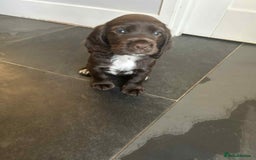 Sprocker dogs for sale: Sprocker spaniel puppy  - Image 6