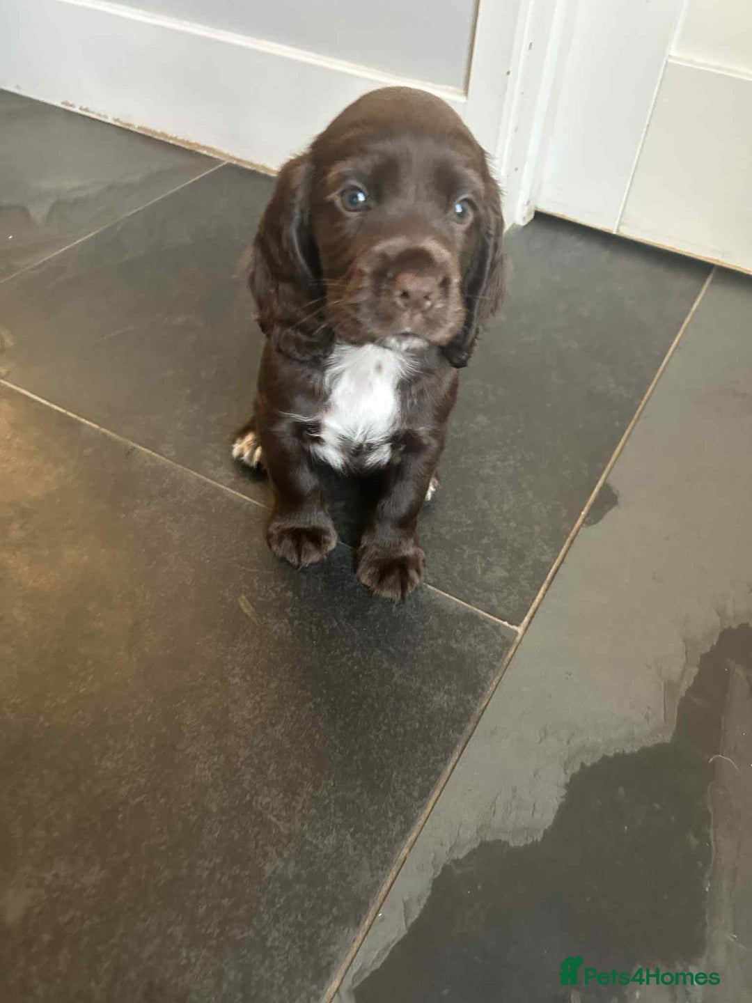 Sprocker dogs for sale: Sprocker spaniel puppy  - Image 6