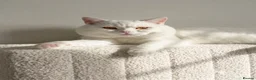 British Shorthair cats for sale: Gorgeous heterochromia British shorthair - Advert 3