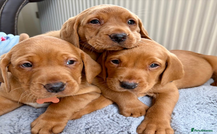 Labrador Retriever dogs - Advert 15
