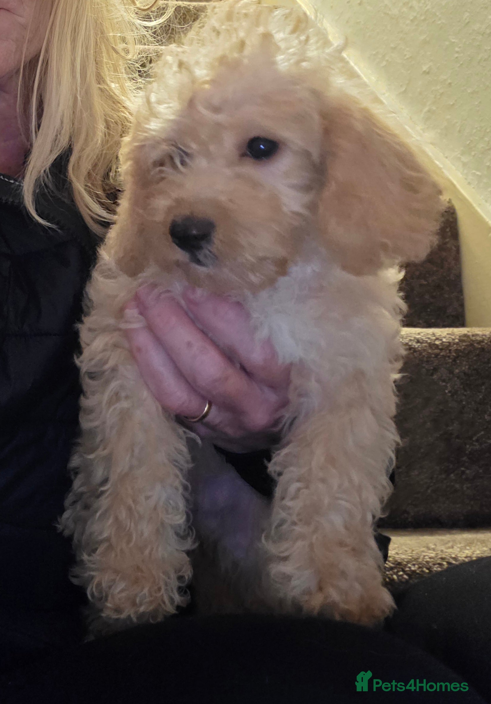 Jackapoo dogs Toy poodle 3/4 puppies  - Advert 6