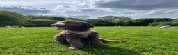 Cockapoo dogs for sale: Bodhi the 1 year old  - Advert 4