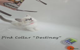 Ragdoll cats for sale: GCCF REGISTERED FULL PEDIGREE RAGDOLL KITTENS 😸  - Image 2