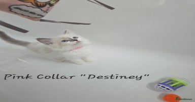 Ragdoll cats - Advert 8