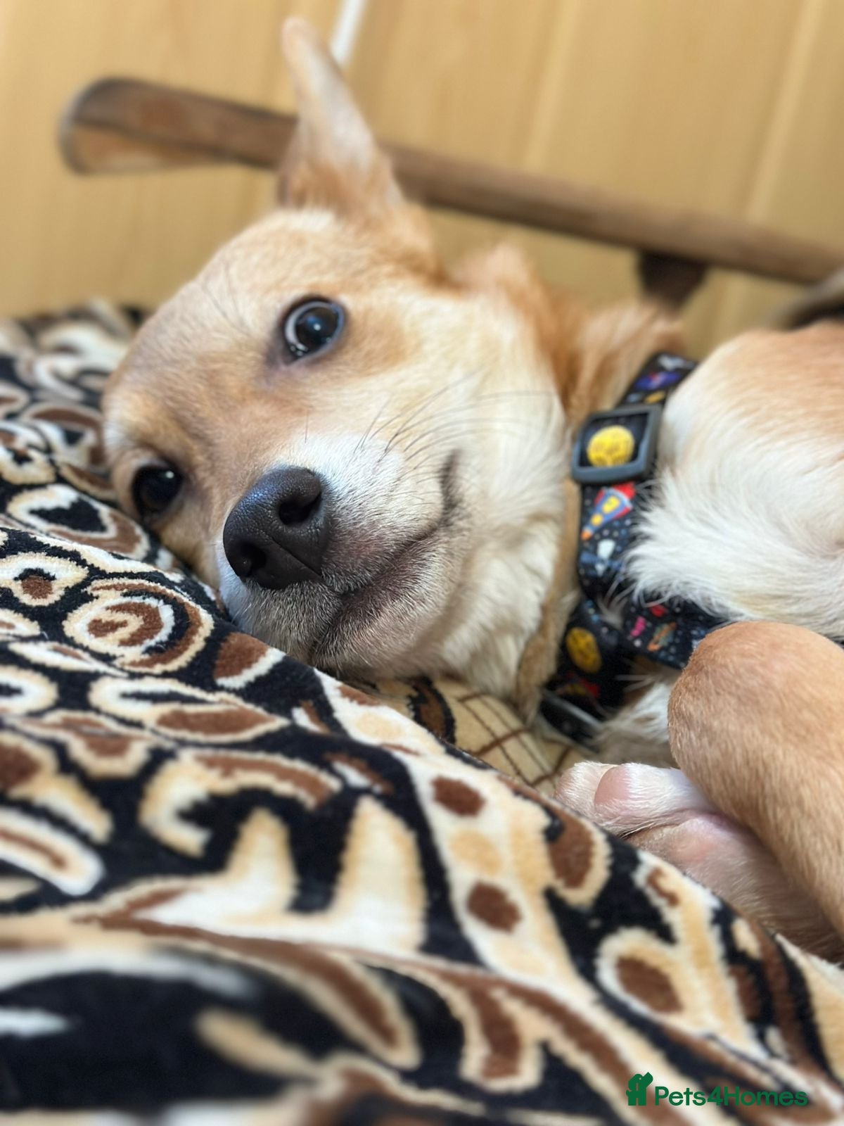 Mixed Breed dogs 💙🐶 TUTTY 🐶💙 - Advert 14