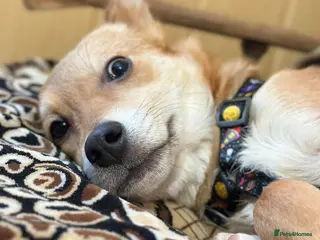 Mixed Breed dogs 💙🐶 TUTTY 🐶💙 - Advert 14