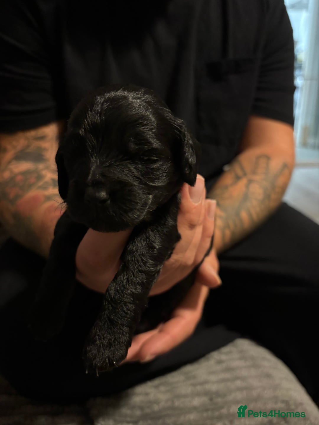 Mixed Breed dogs for sale: Beautiful miniature Labrador x cockapoo  - Image 8