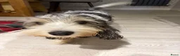 Basset Griffon Vendeen dogs for sale: Stunning Petit Basset Griffon Vendeen Girl (PBGV ) in Coventry - Advert 3