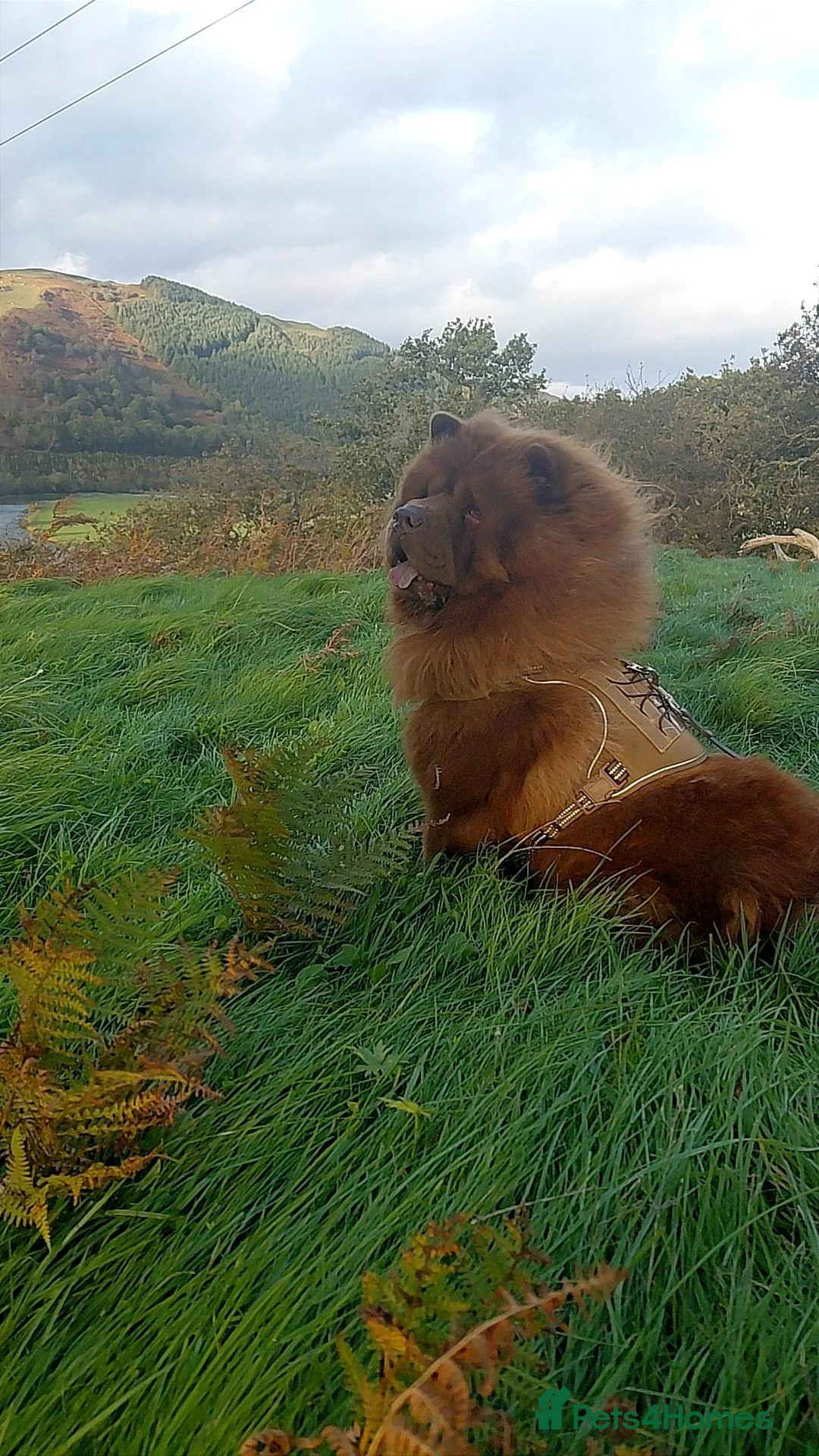 Chow Chow dogs for stud: *REDUCED* Mr Willy Wonka For Stud! - Advert 4