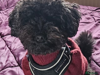 Toy Poodle dogs Toy Poodle Male 9 months - Advert 10