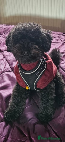 Toy Poodle dogs Toy Poodle Male 9 months - Advert 2