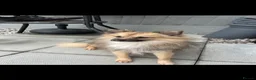 German Spitz dogs for sale: German spritz puppies  - Advert 8