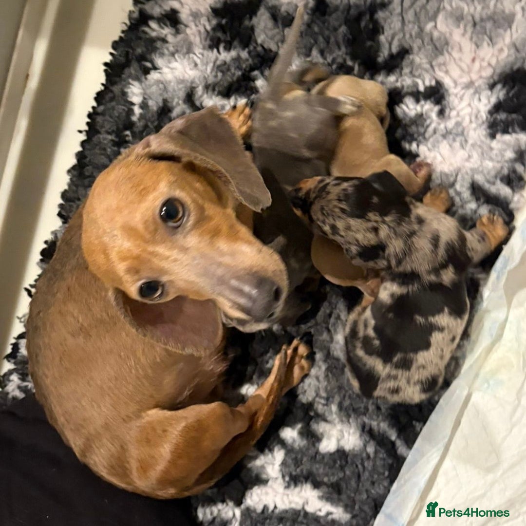 Miniature Dachshund dogs for sale: Miniature Dachshund puppies - Advert 10