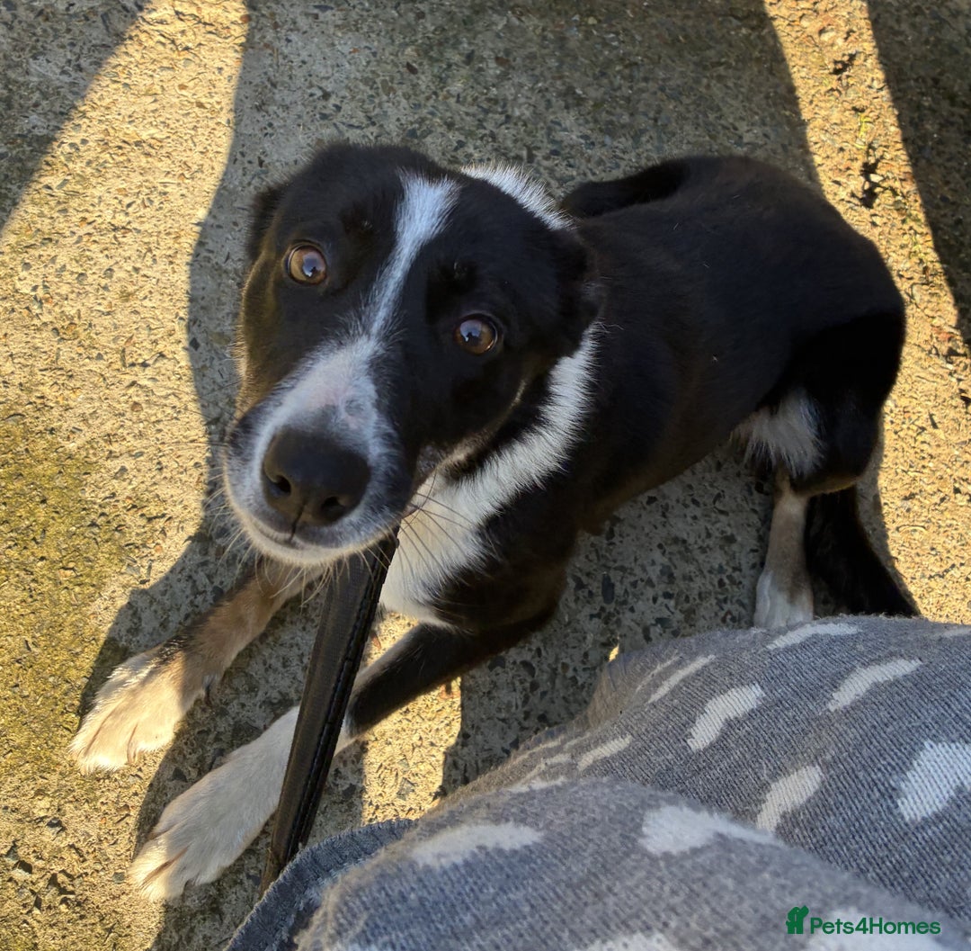 Border Collie dogs for adoption: MOLLY 2yr old Border Collie - Image 1