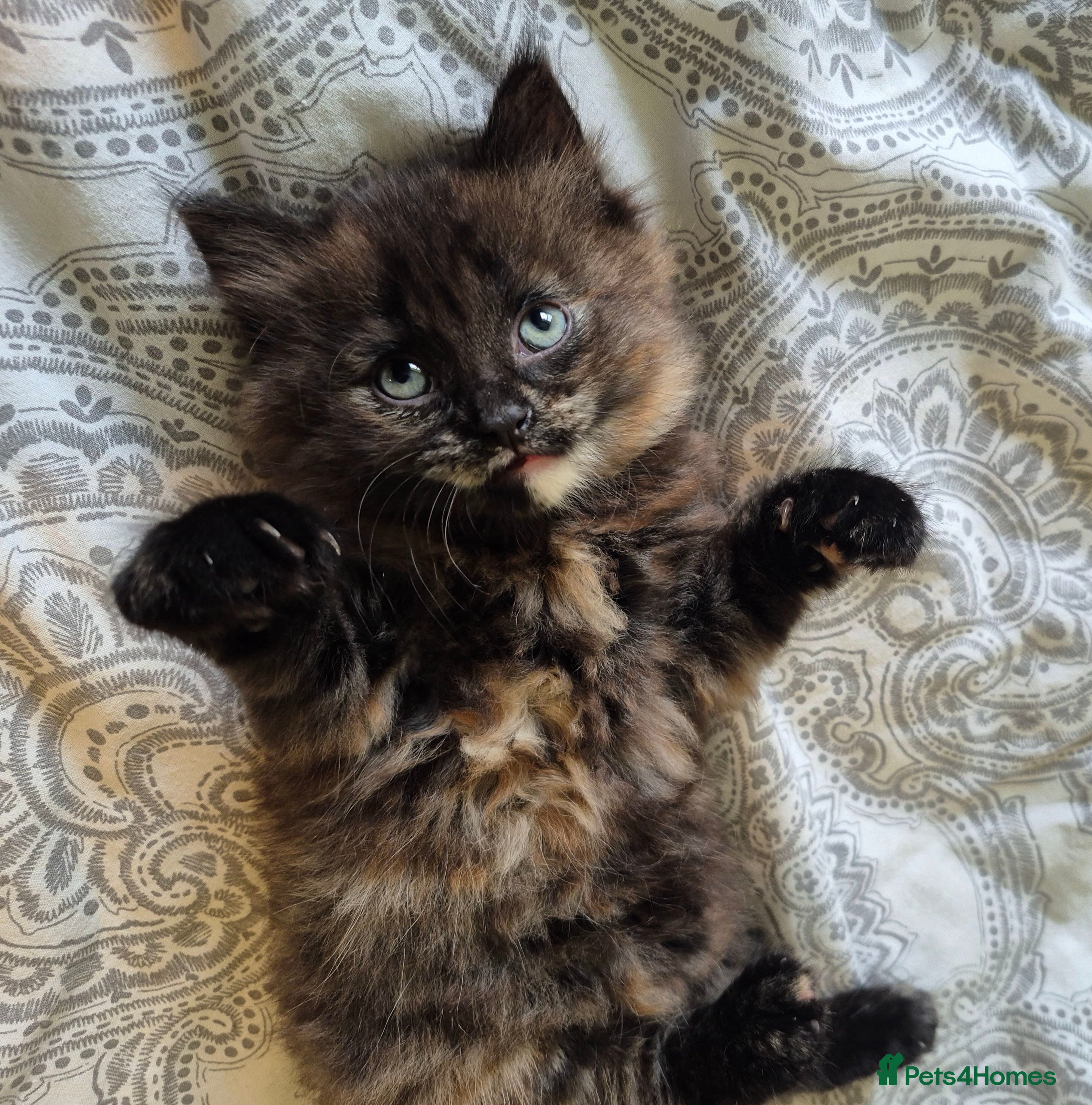 Mixed Breed cats 2 beautiful tortoiseshell kittens - Advert 4