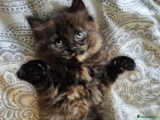 Mixed Breed cats 2 beautiful tortoiseshell kittens - Advert 4