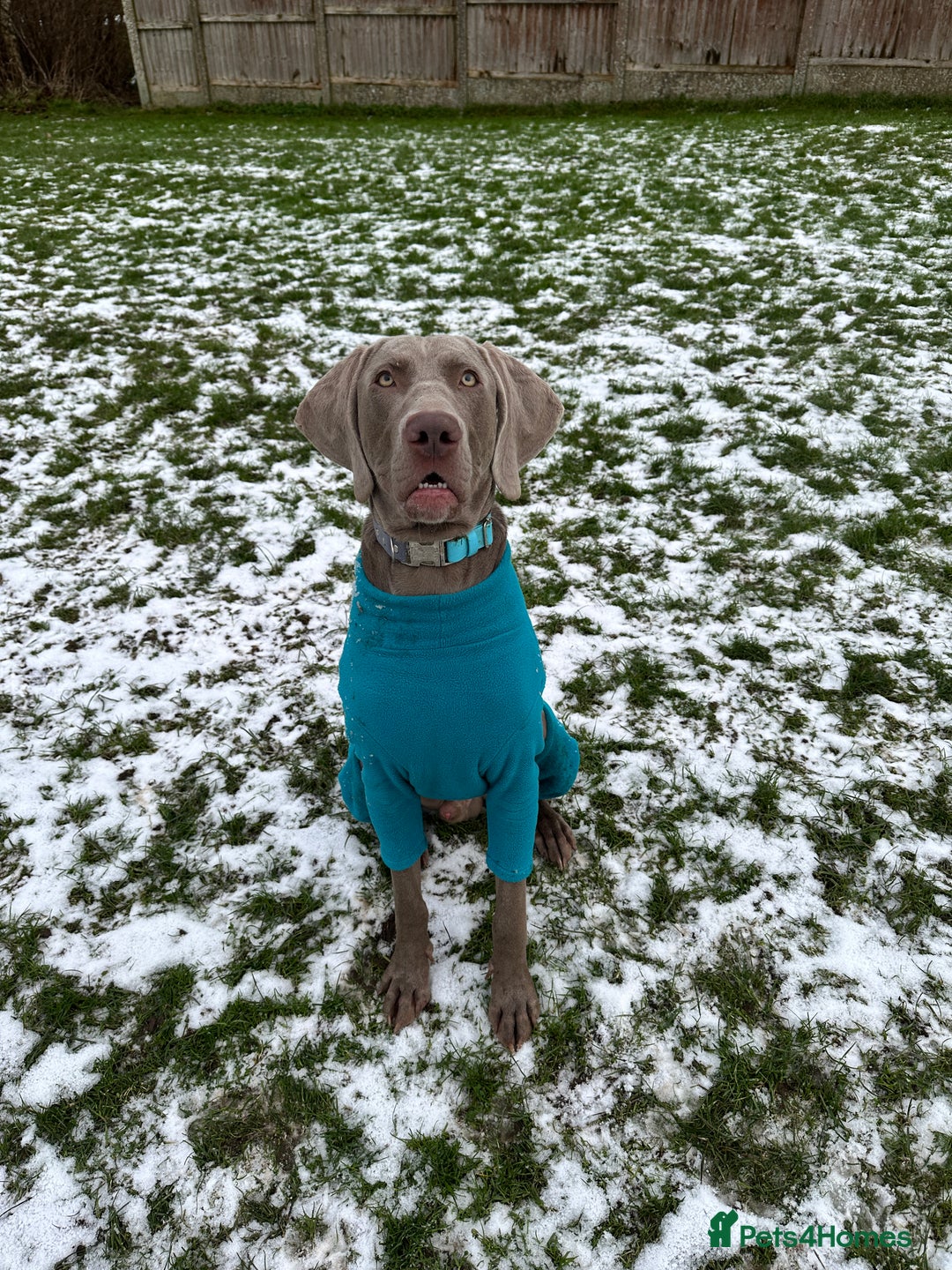 Weimaraner dogs for stud: KC Weimaraner for stud  - Advert 4