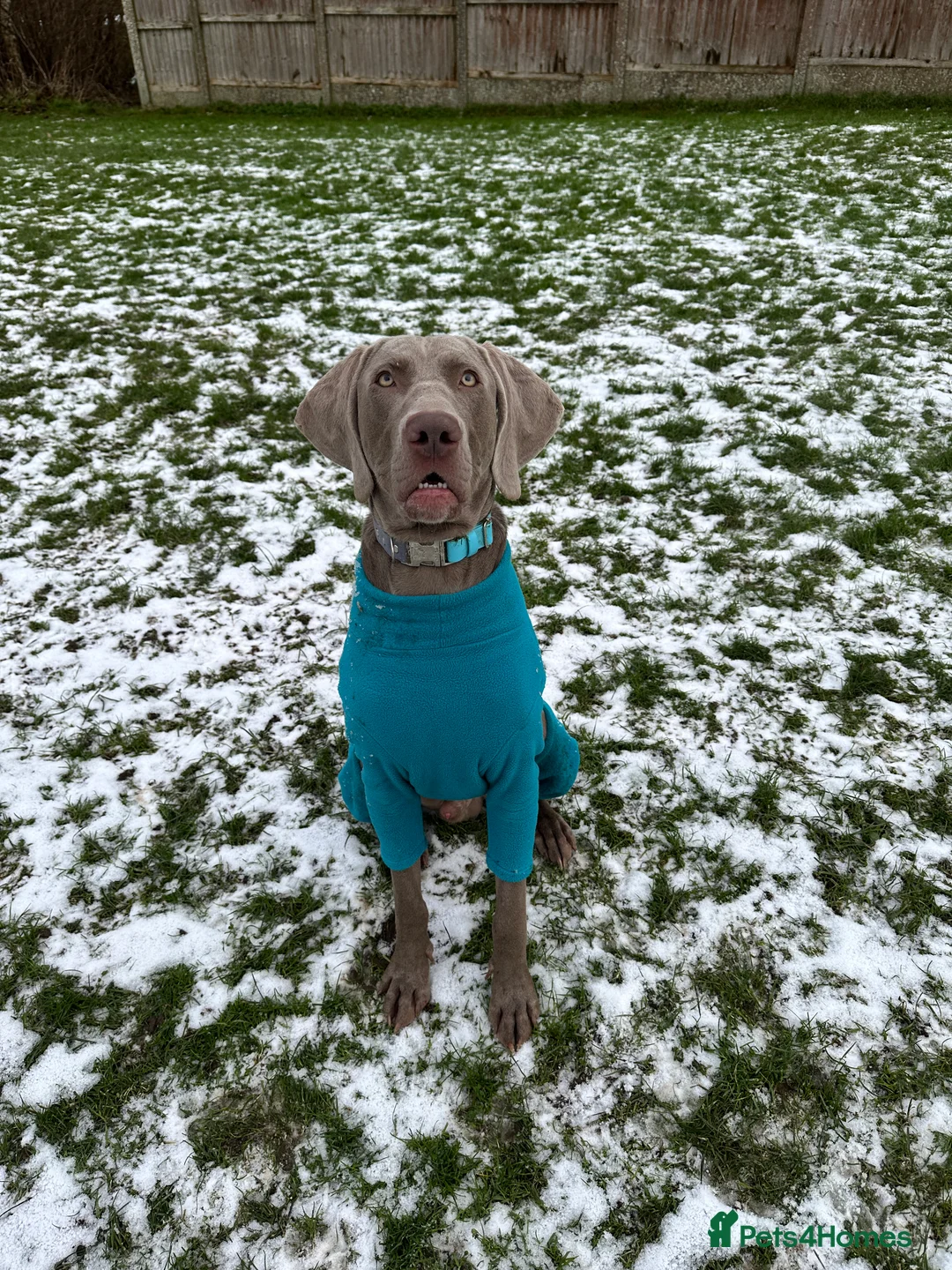 Weimaraner dogs for stud: KC Weimaraner for stud  - Advert 4