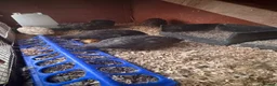 Quail poultry for sale: 5 girls male Japanese Dark Coturnix Quail  - Advert 6