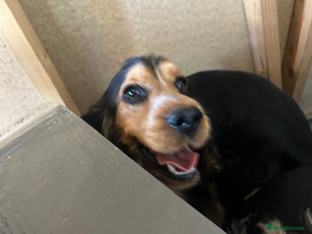 Cocker Spaniel dogs for sale: Show cocker spaniel puppies - Advert 9