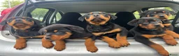 Rottweiler dogs for sale: Puppies - Advert 7
