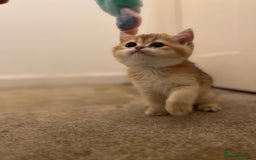 British Shorthair cats for sale: Only two boys left ready to go ❤️ - Image 14