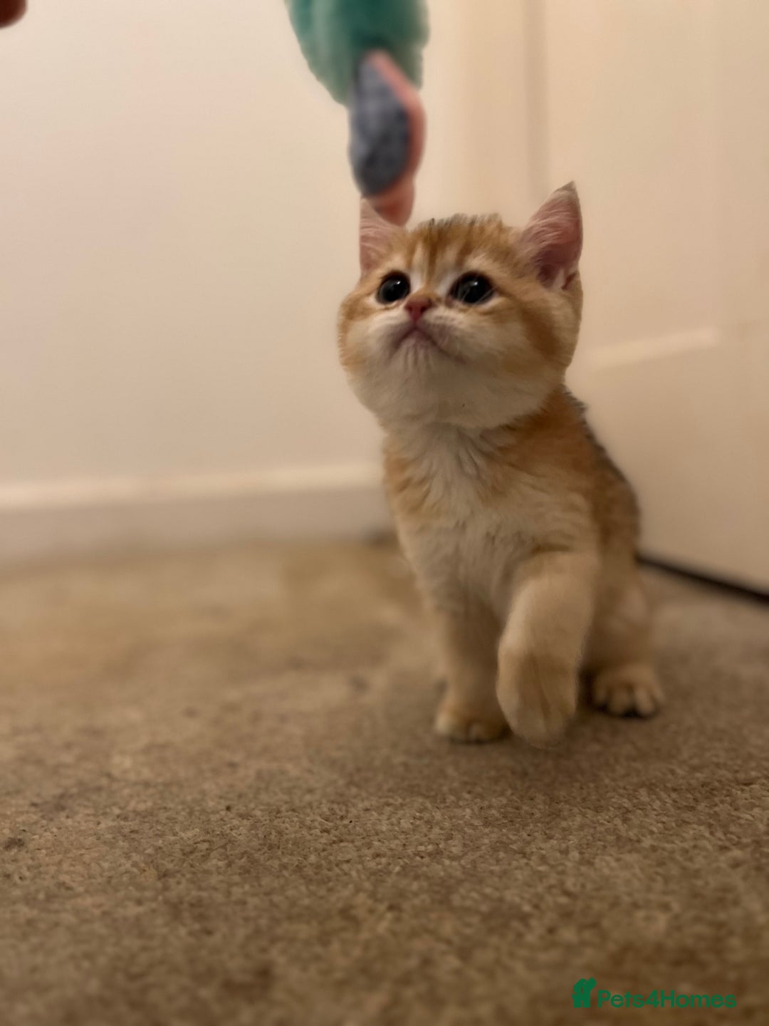 British Shorthair cats for sale: Only two boys left ready to go ❤️ - Image 14