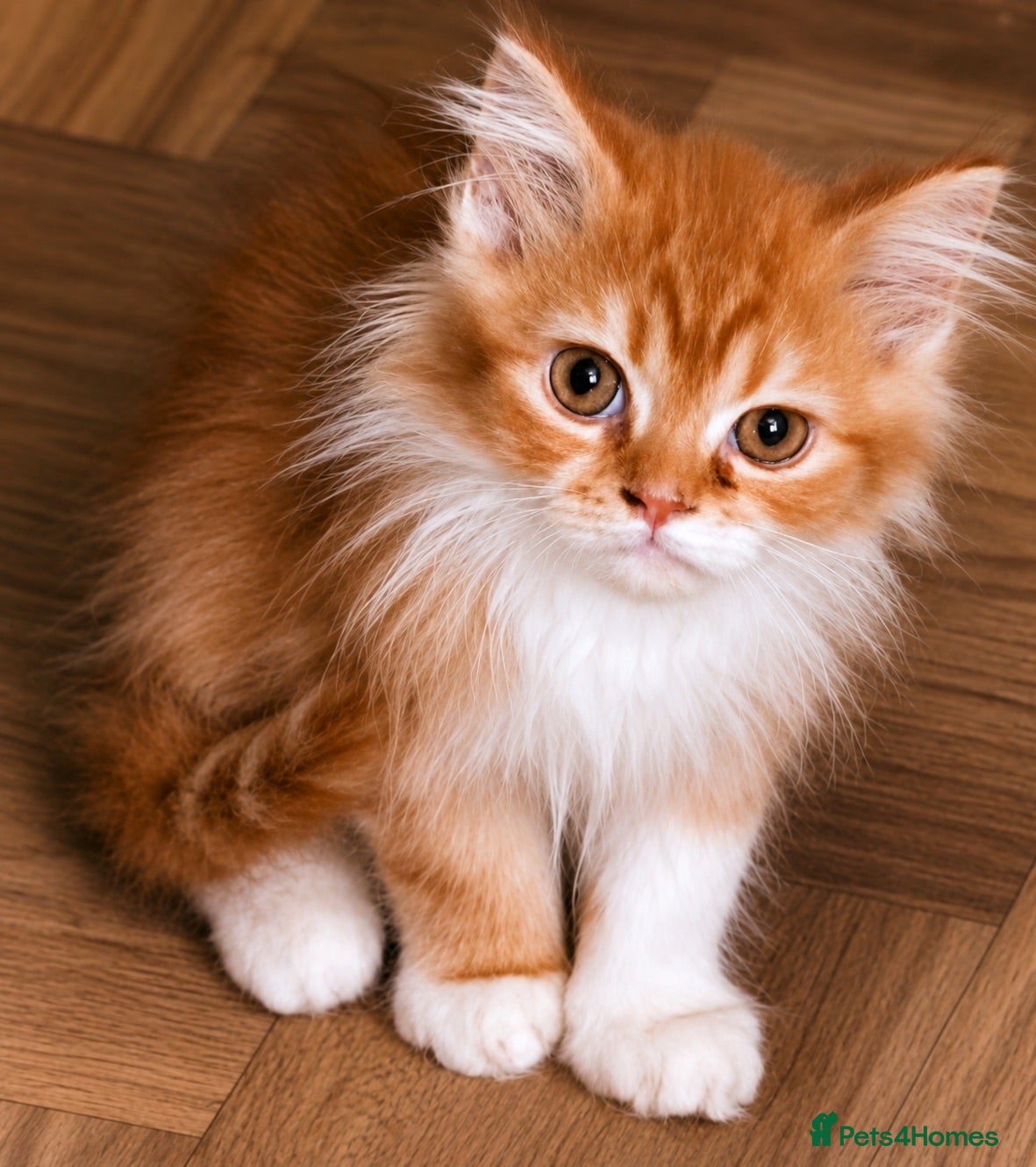 Mixed Breed cats Exotic Persian cross kittens  - Advert 18