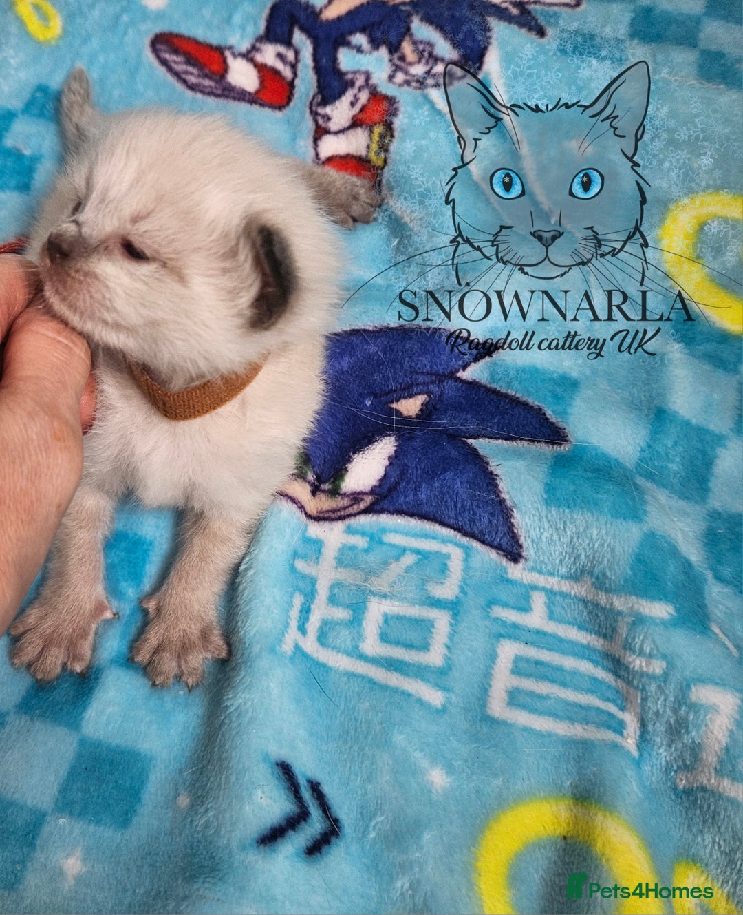 Ragdoll cats for sale: 5 Tica Boys Chocolate Point, Black Solid Mit,Blue  - Image 1
