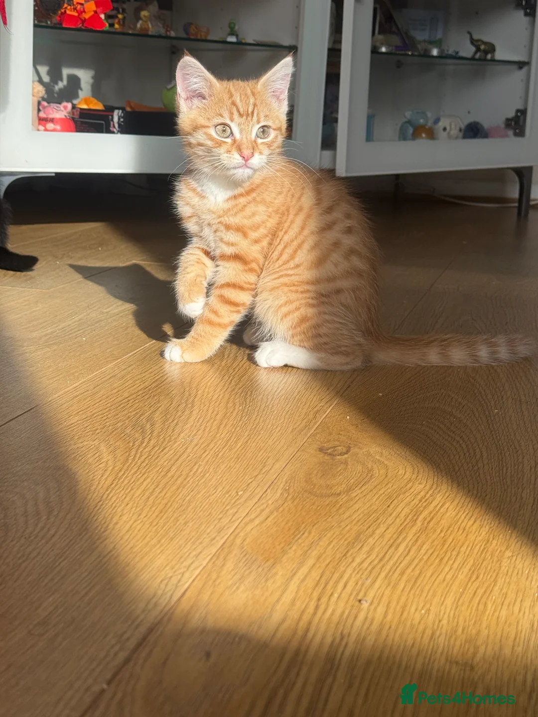 British Shorthair cats for sale: Playful kittens - Advert 4