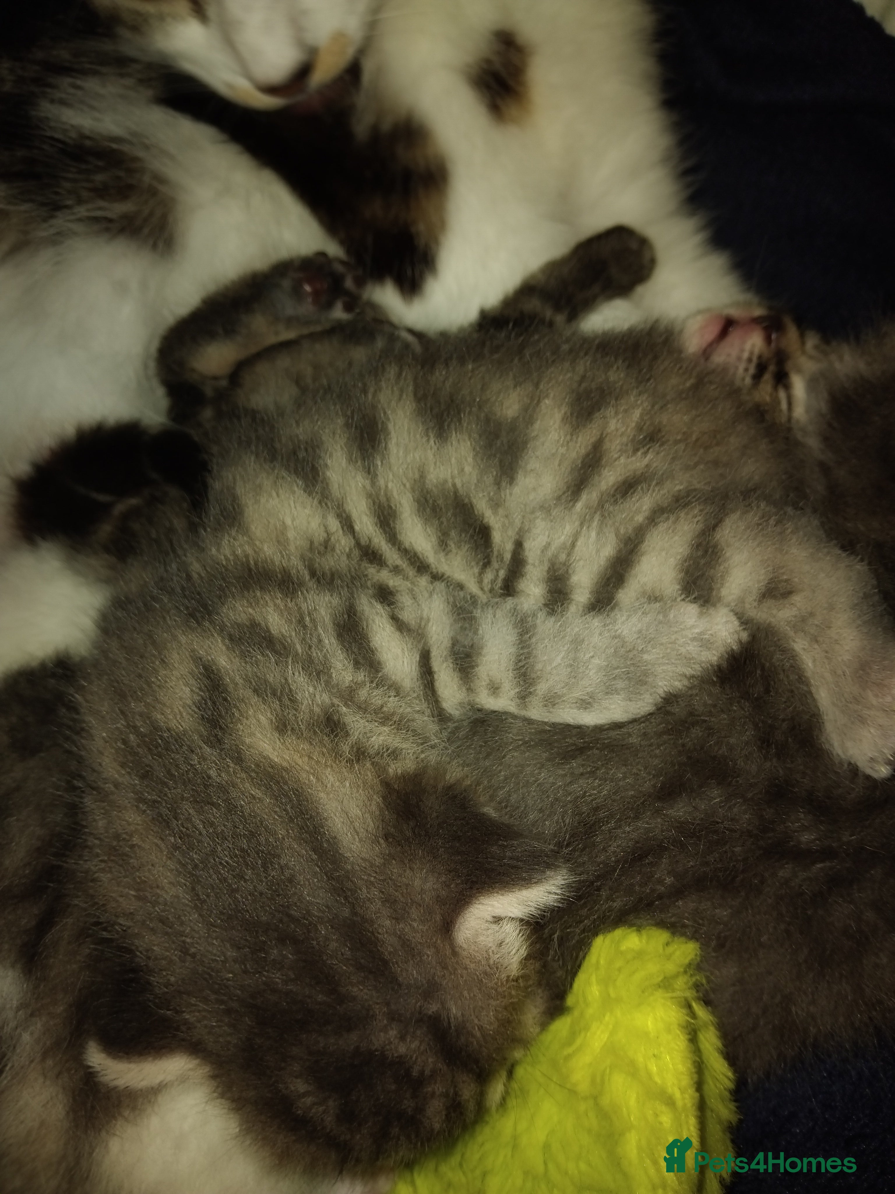 Mixed Breed cats Kittens for sale  - Advert 7