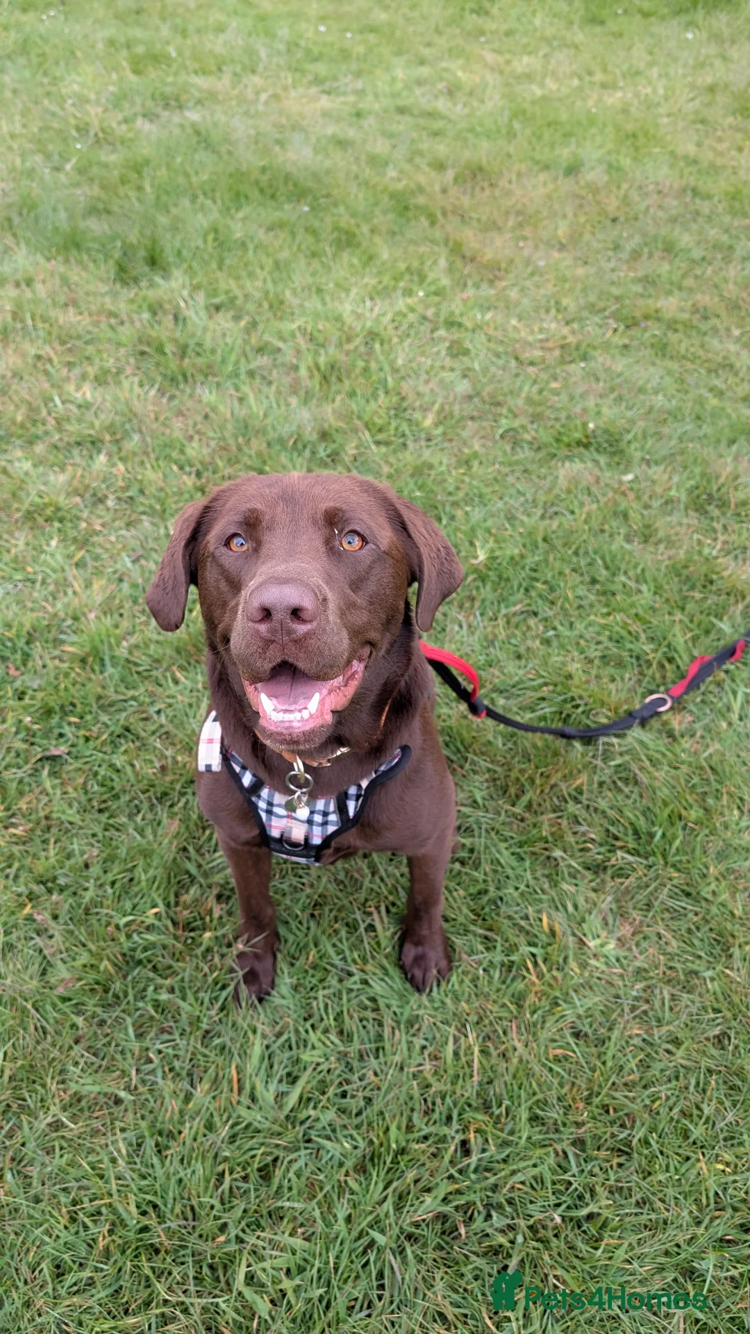 Labrador Retriever dogs for sale: Milo- Chocolate Lab 2 and a half - Advert 1