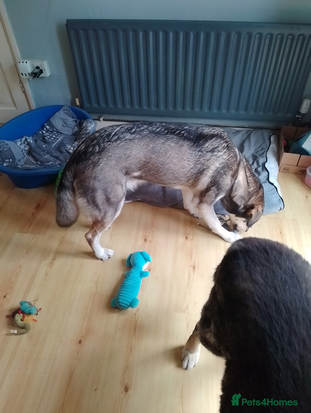 Mixed Breed dogs for sale: Husky x Labrador Retriever - Image 7