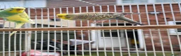 Budgerigars birds for sale: Beautiful budgies for sale  - Advert 6