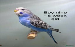 Budgerigars birds for sale: Stunning 8 week old baby budgies  - Advert 9
