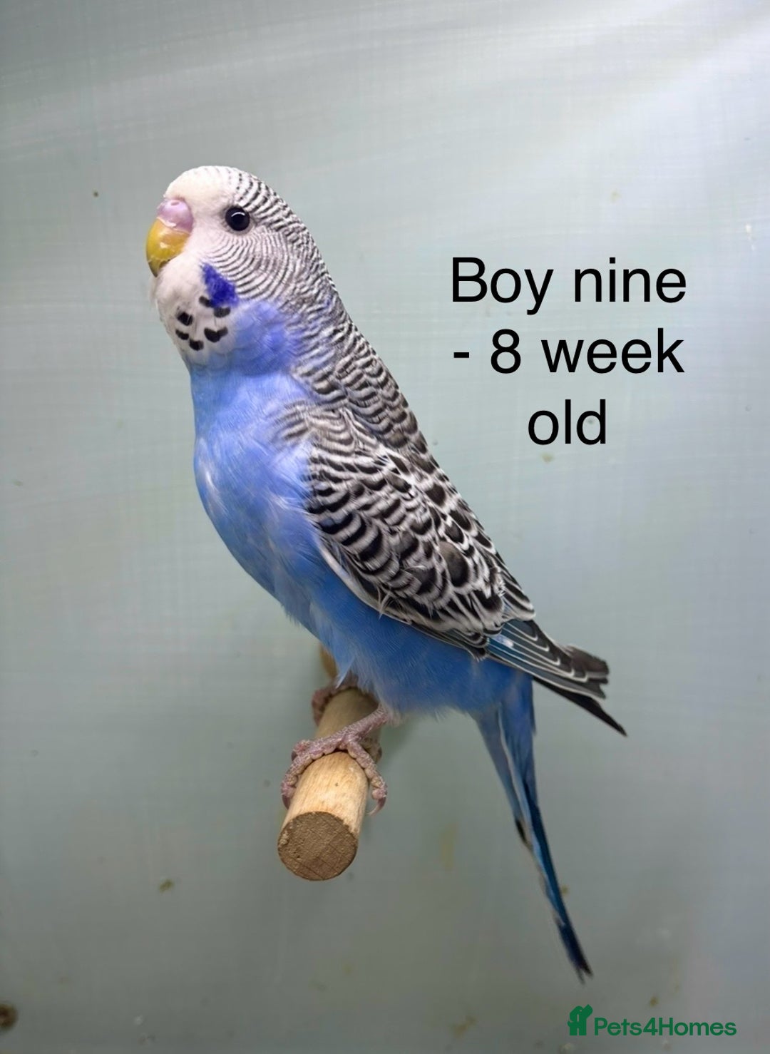 Budgerigars birds for sale: Stunning 8 week old baby budgies  - Advert 9